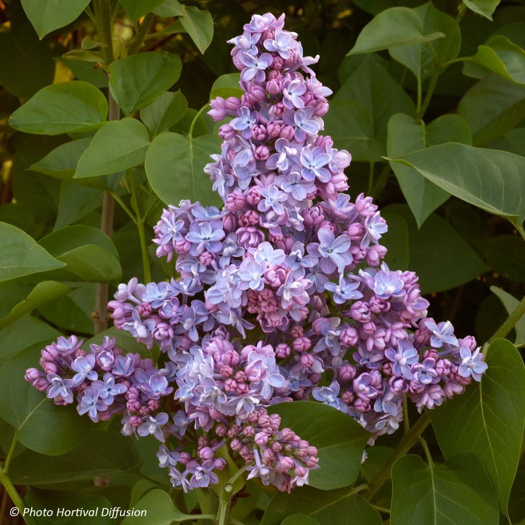 Lila Président Grevy - Syringa vulgaris