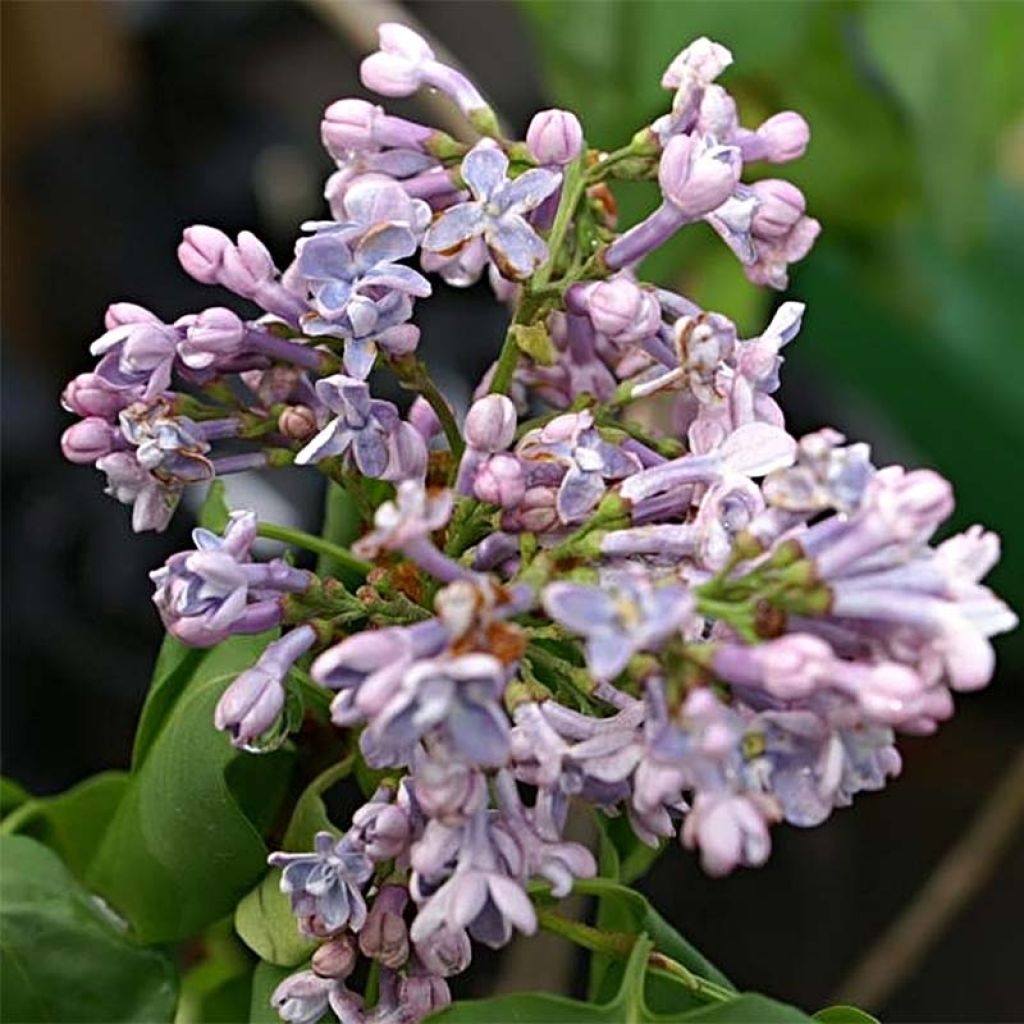 Lila Président Grevy - Syringa vulgaris