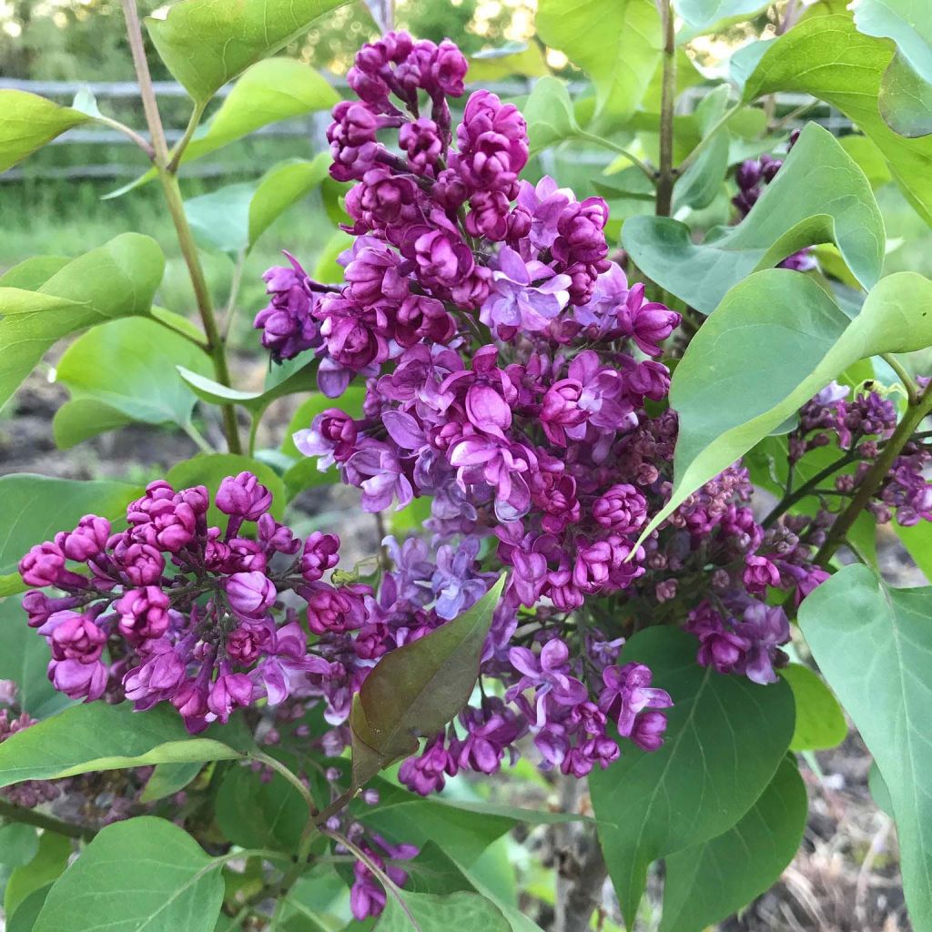 Lila Prince Wolkonsky - Syringa vulgaris