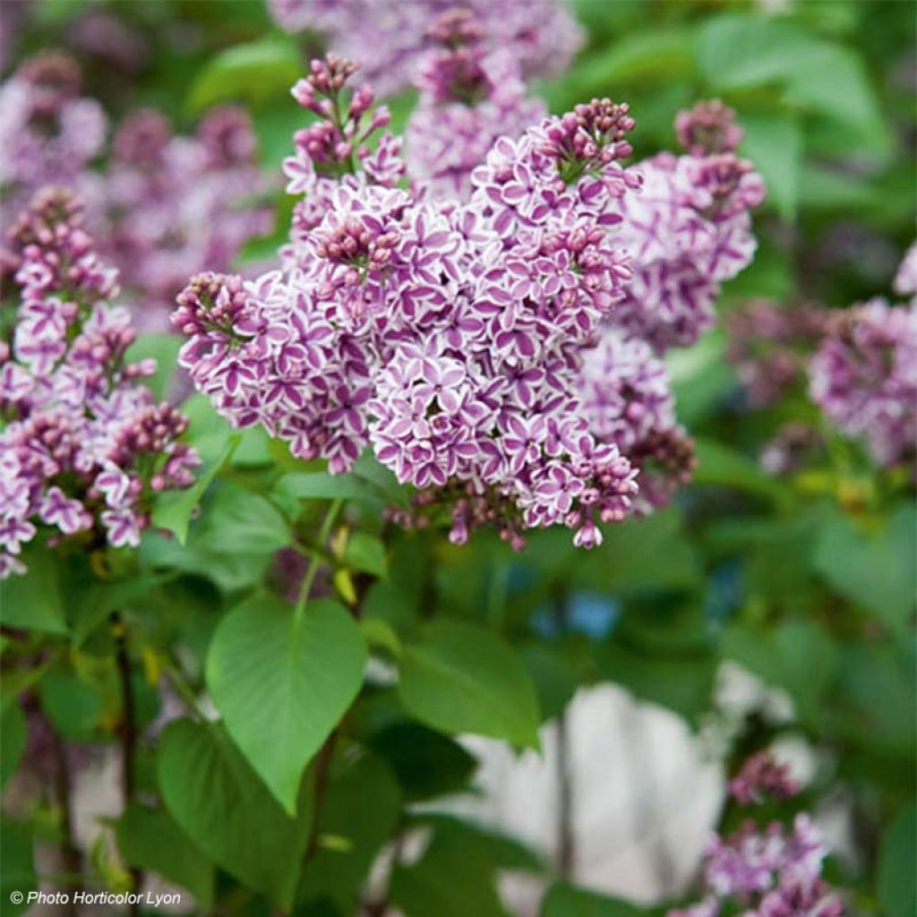 Lila Sensation - Syringa vulgaris