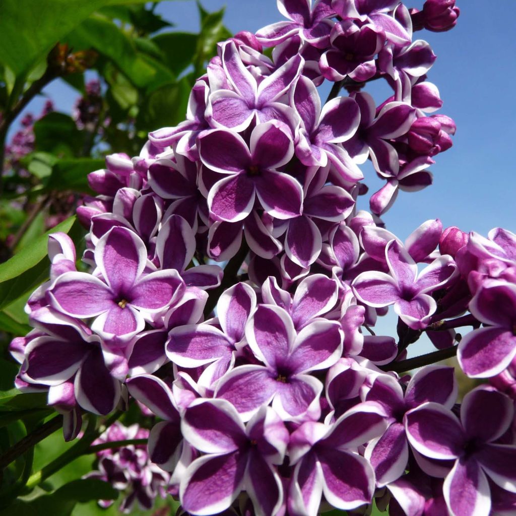 Lila Sensation - Syringa vulgaris