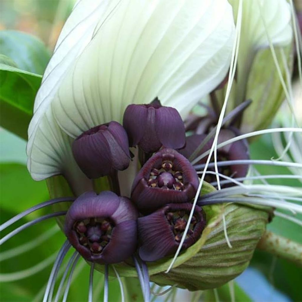 Tacca integrifolia - Flor murciélago blanca