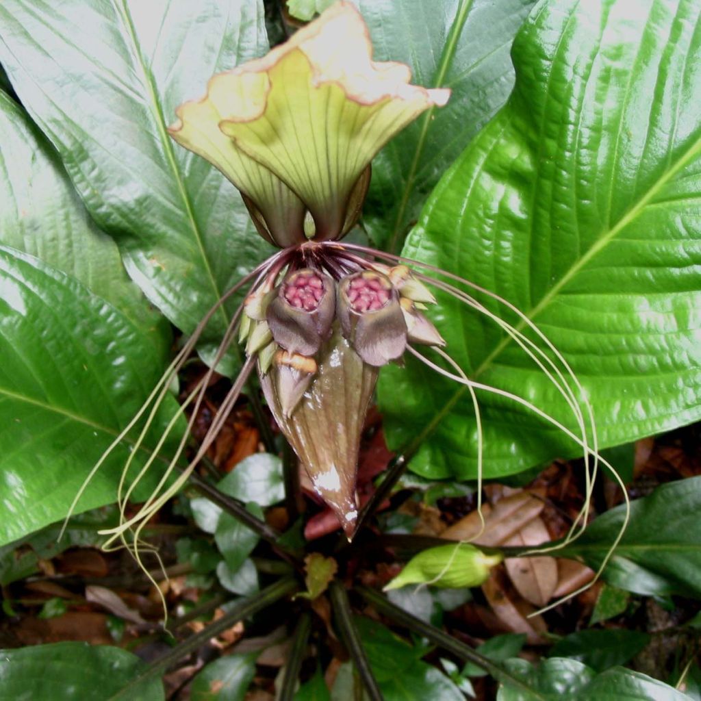 Tacca integrifolia - Flor murciélago blanca