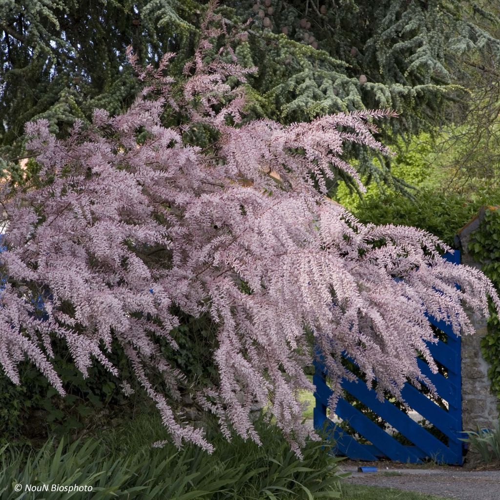 Tamarix tetrandra - Tamariz de primavera