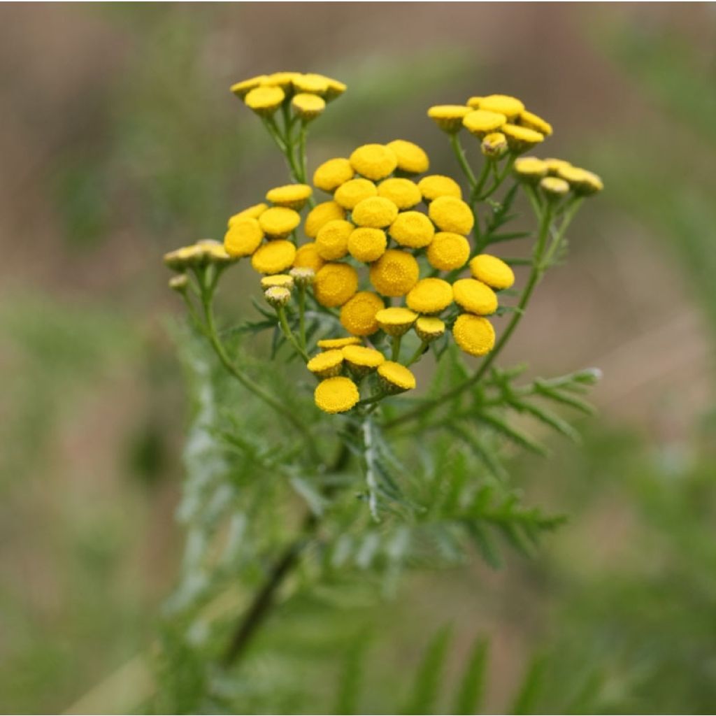 Tanaceto (planta) - Tanacetum vulgare