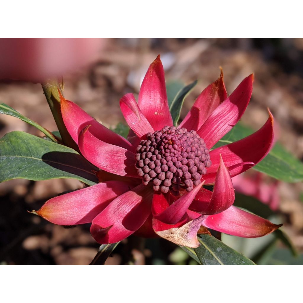 Telopea speciosissima - Waratah