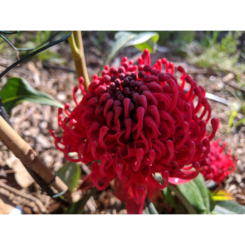 Telopea speciosissima - Waratah