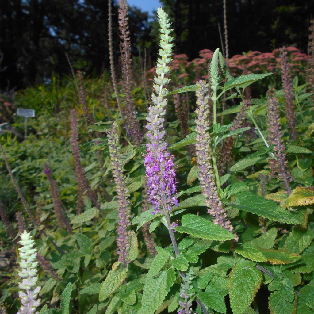 Teucrium hircanicum - Teucrio del Cáucaso