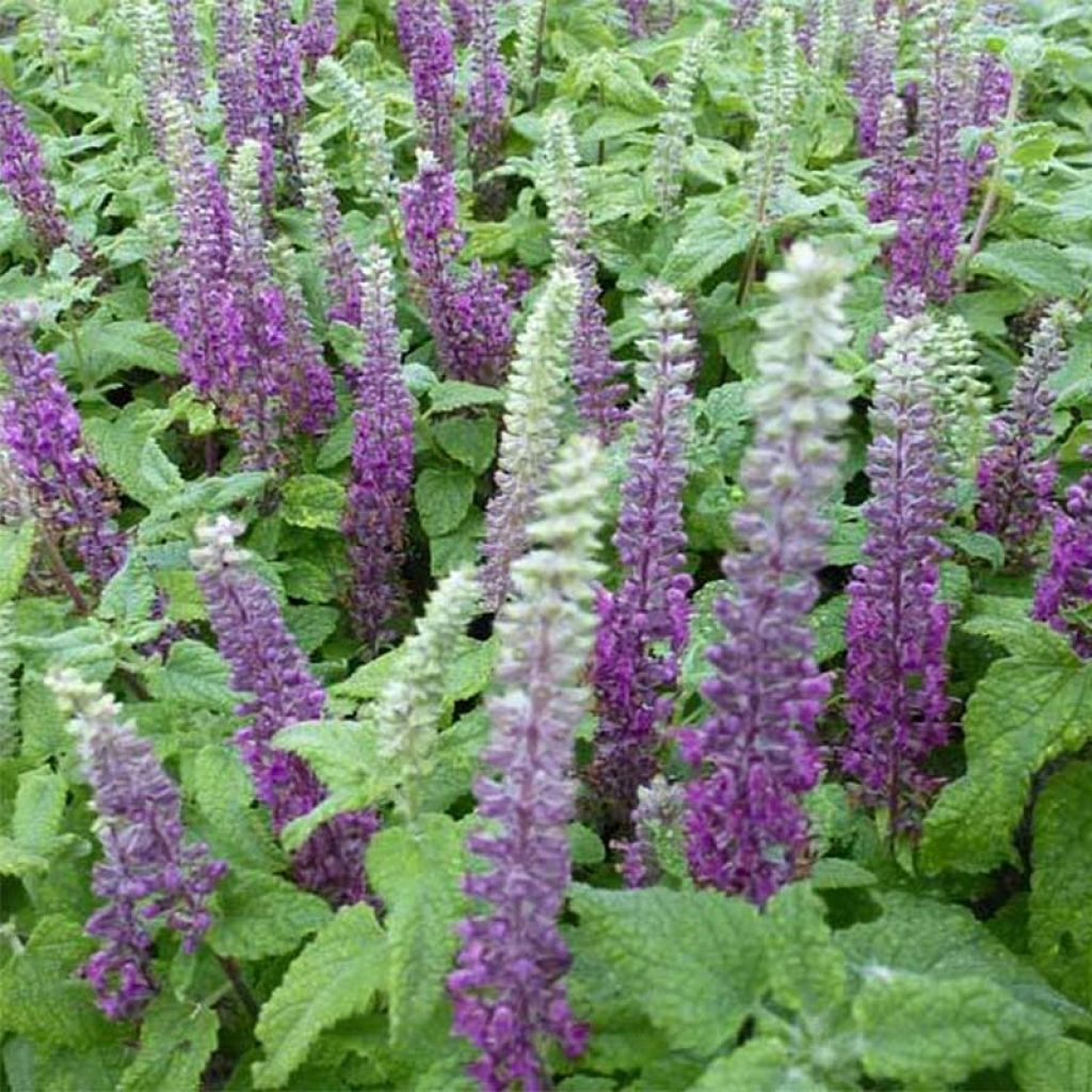 Teucrium hircanicum - Teucrio del Cáucaso