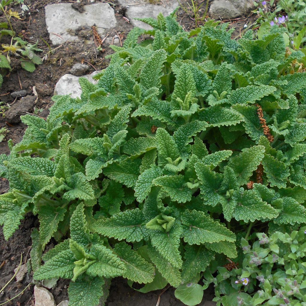 Teucrium hircanicum - Teucrio del Cáucaso