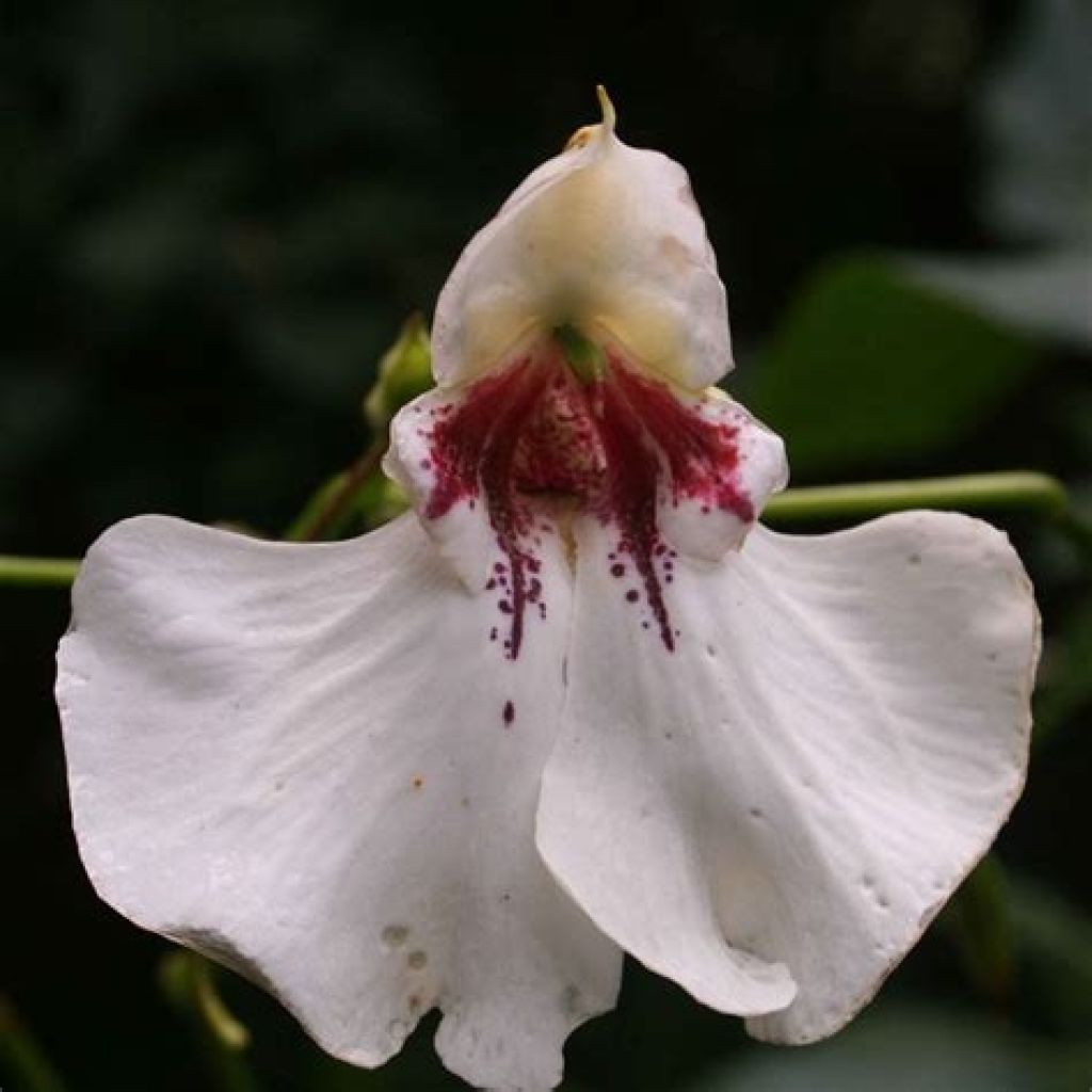 Impatiens tinctoria - Alegría