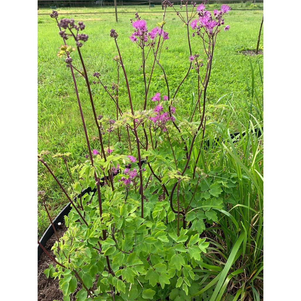 Thalictrum Black Stockings