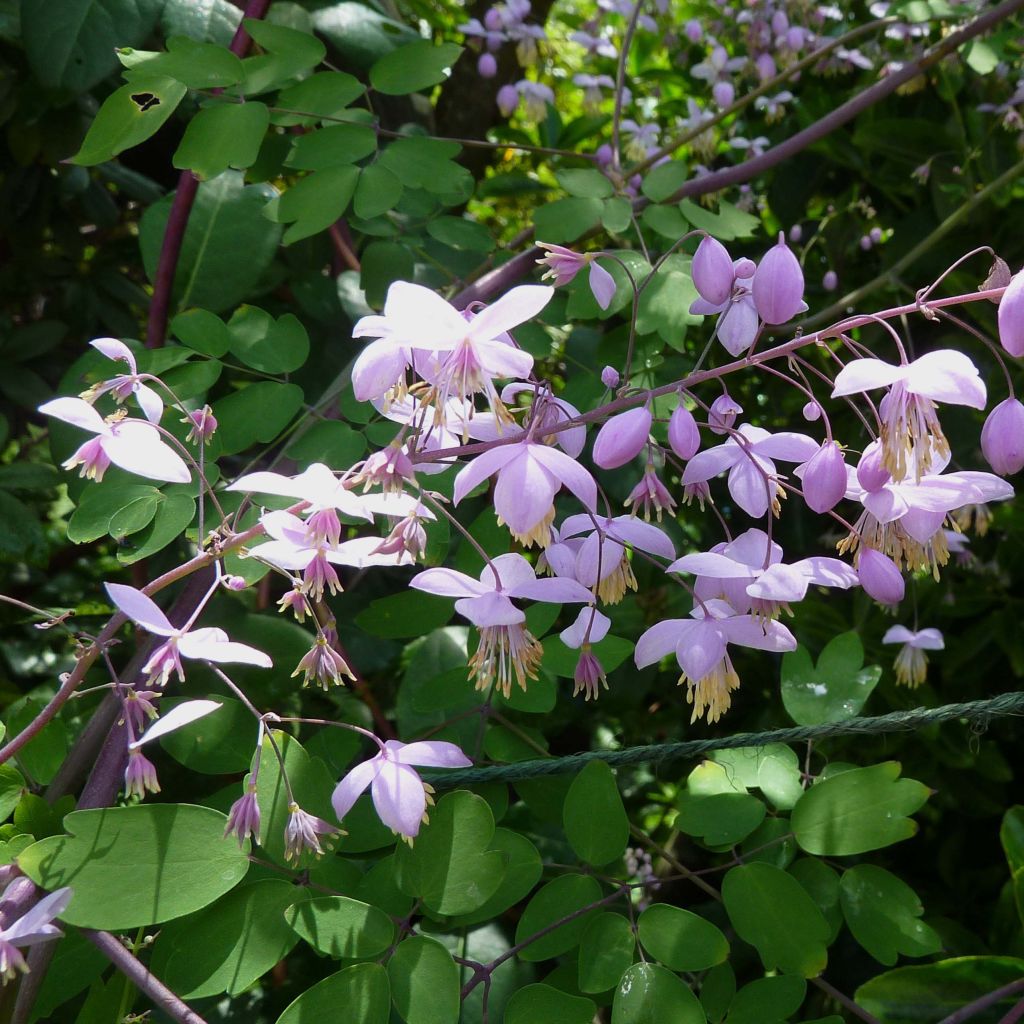 Thalictrum delavayi Splendide