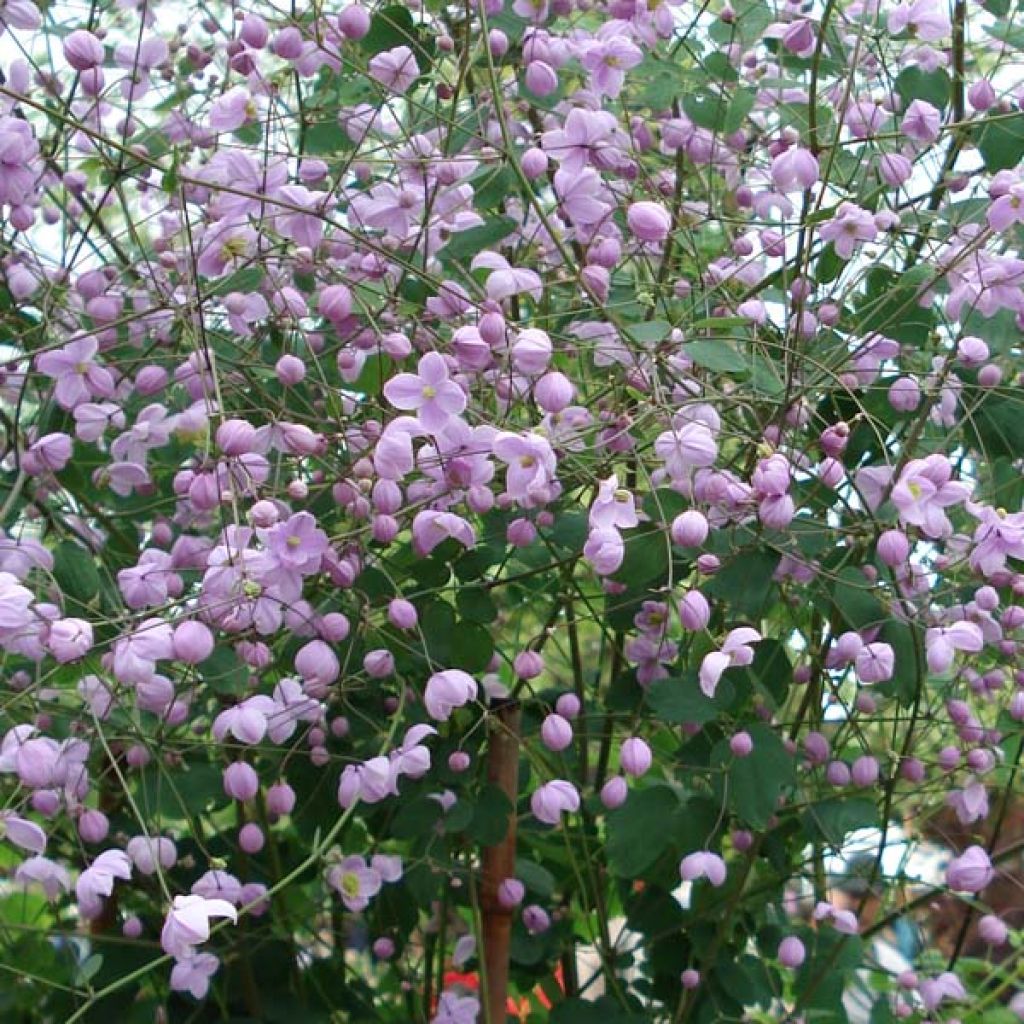 Thalictrum delavayi Splendide