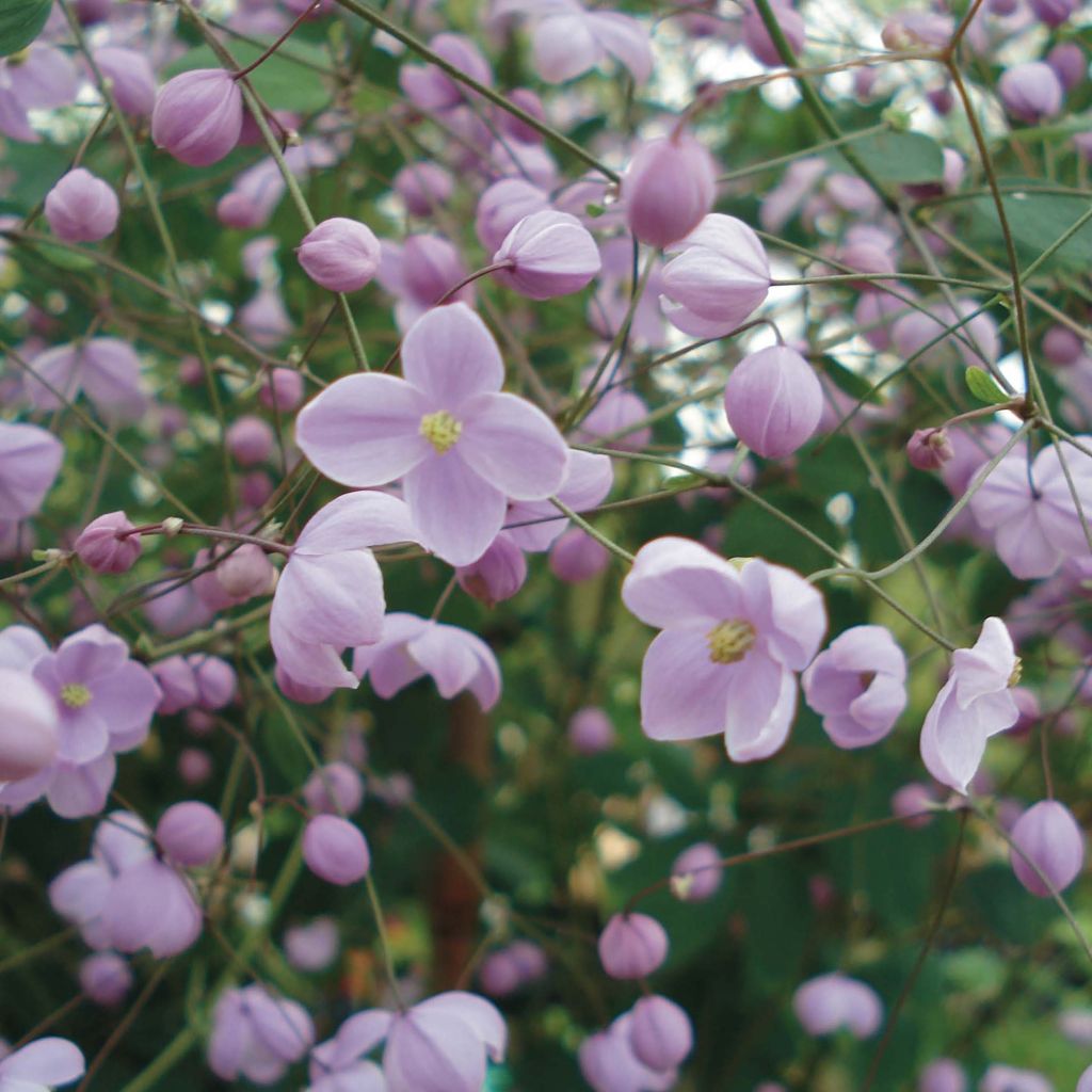 Thalictrum delavayi Splendide