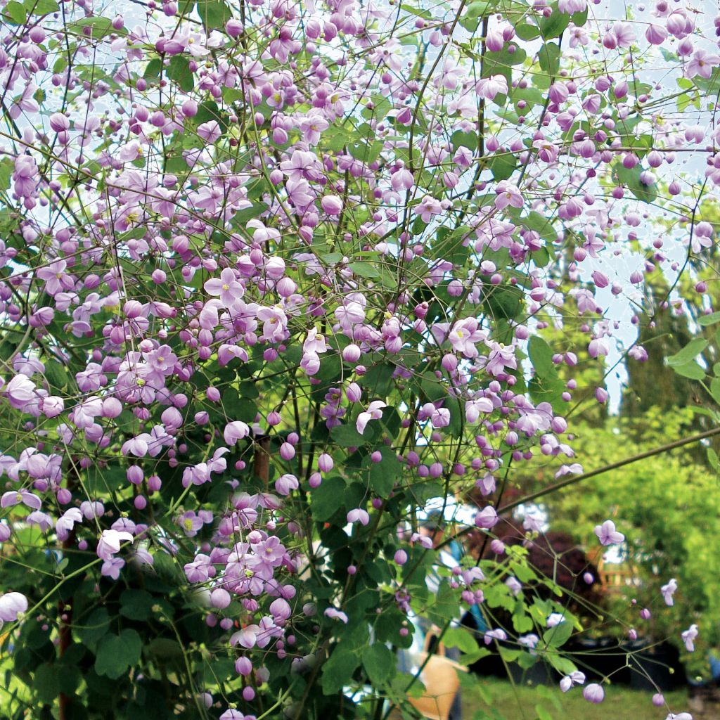 Thalictrum delavayi Splendide