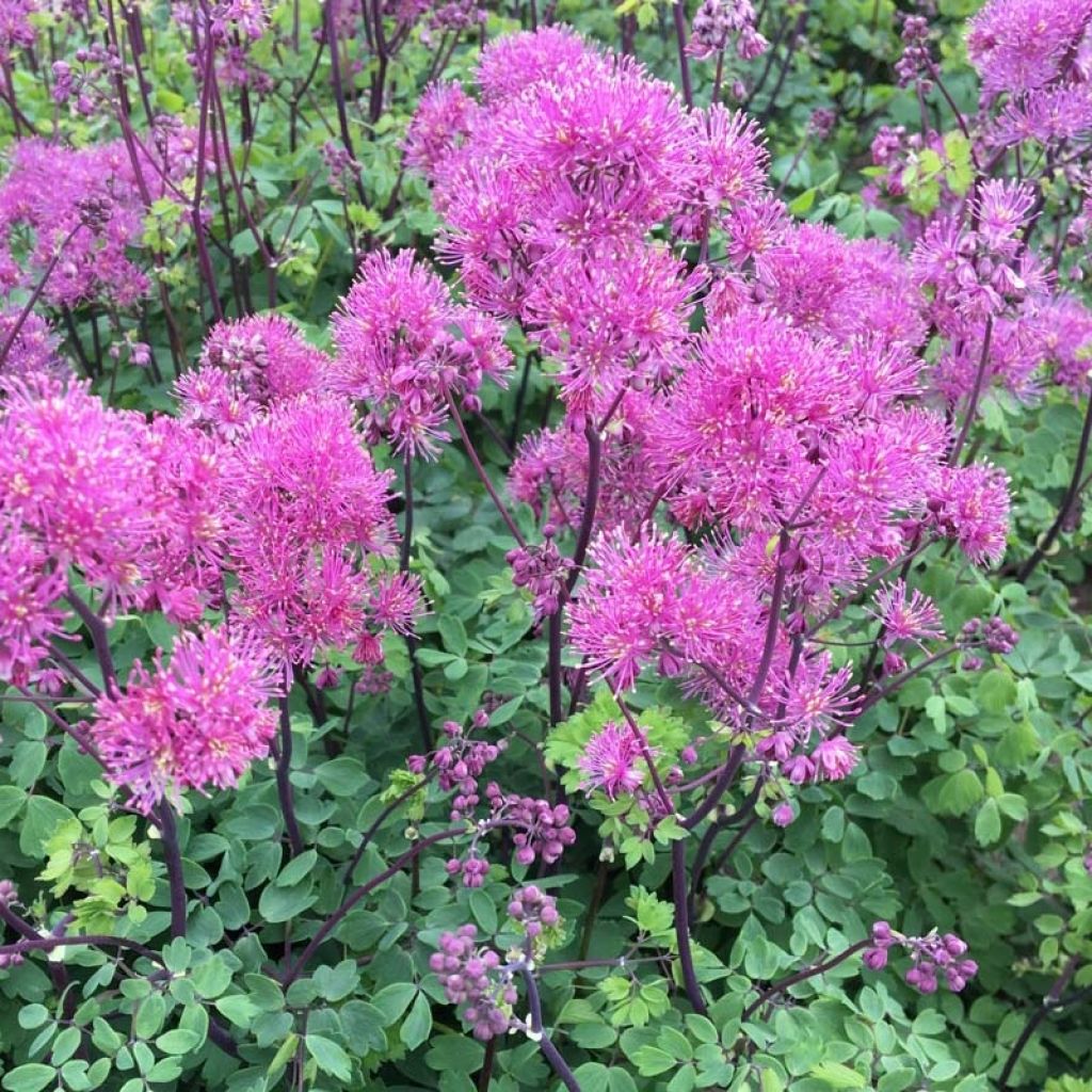 Thalictrum Little Pinkie