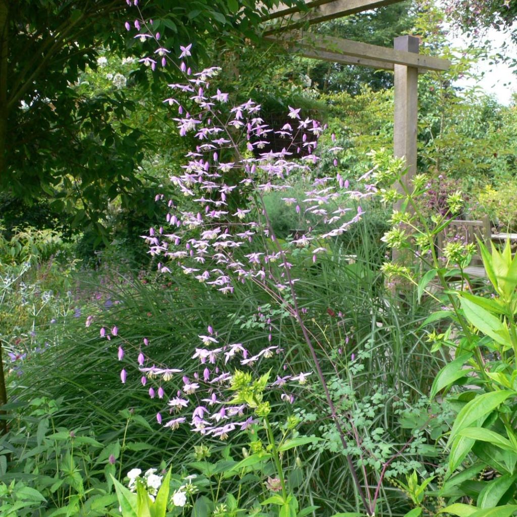 Thalictrum petaloideum