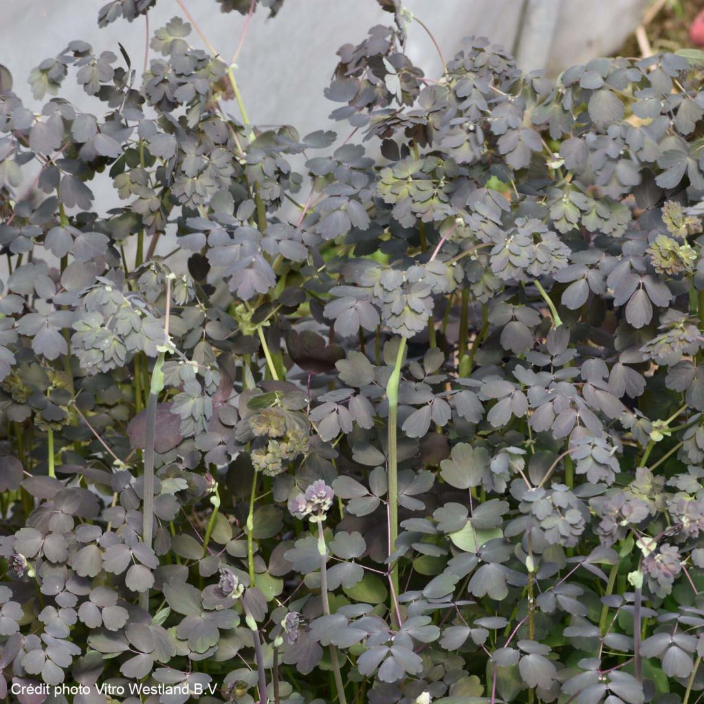 Thalictrum petaloideum Ghent Ebony