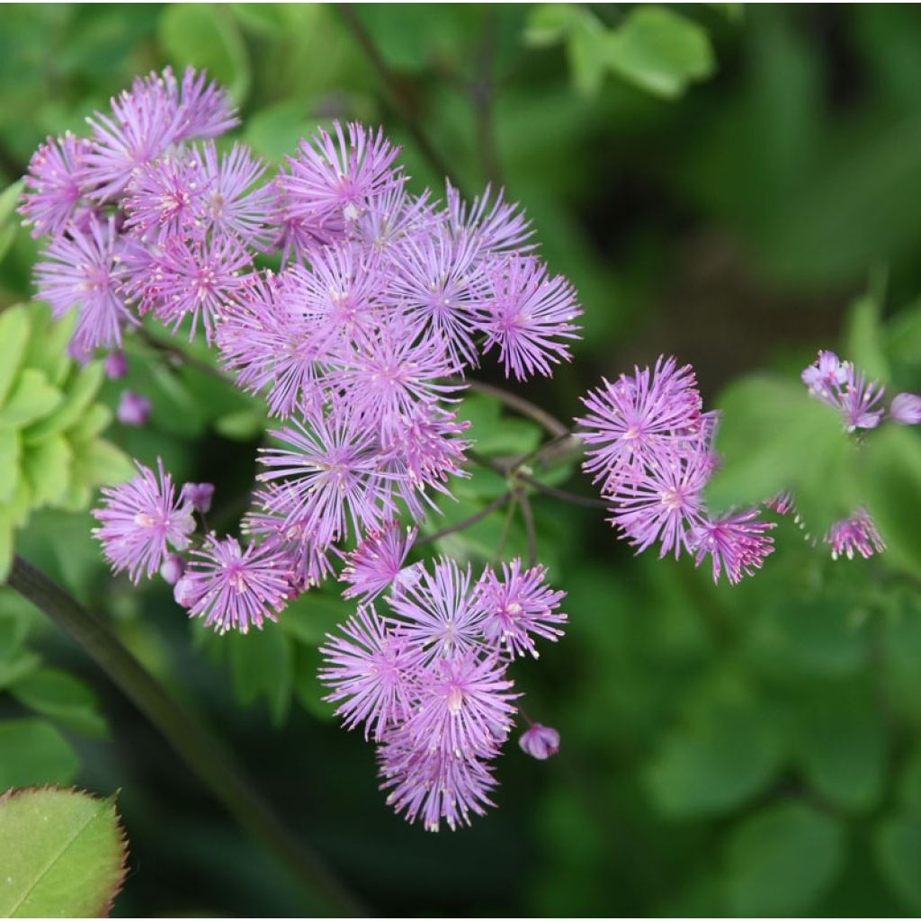 Thalictrum aquilegiifolium - Talictro