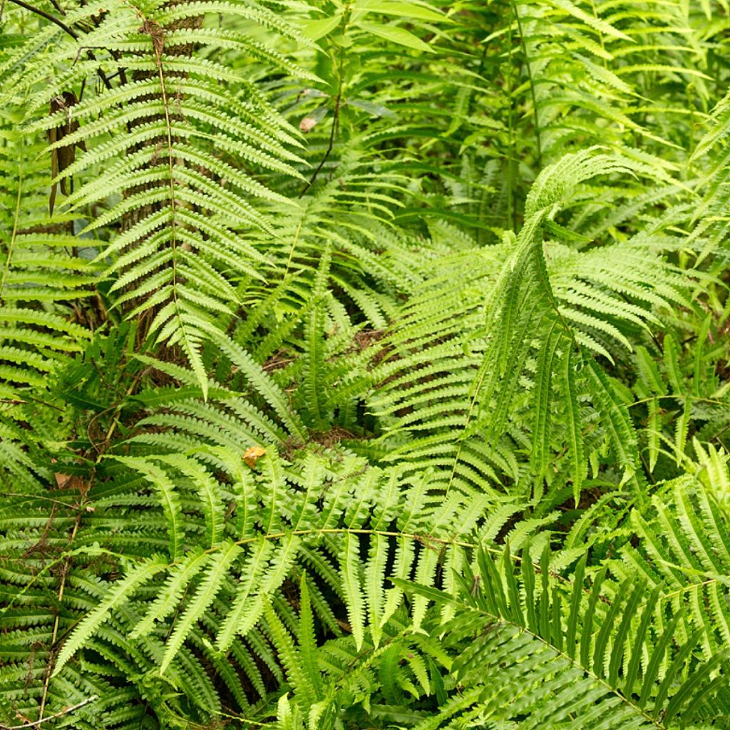 Thelypteris kunthii - Fougère