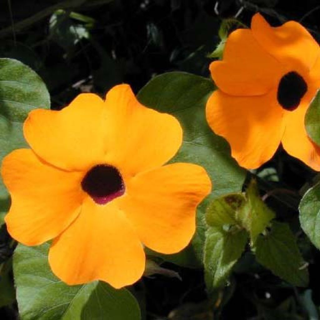 Thunbergia alata Tangerine