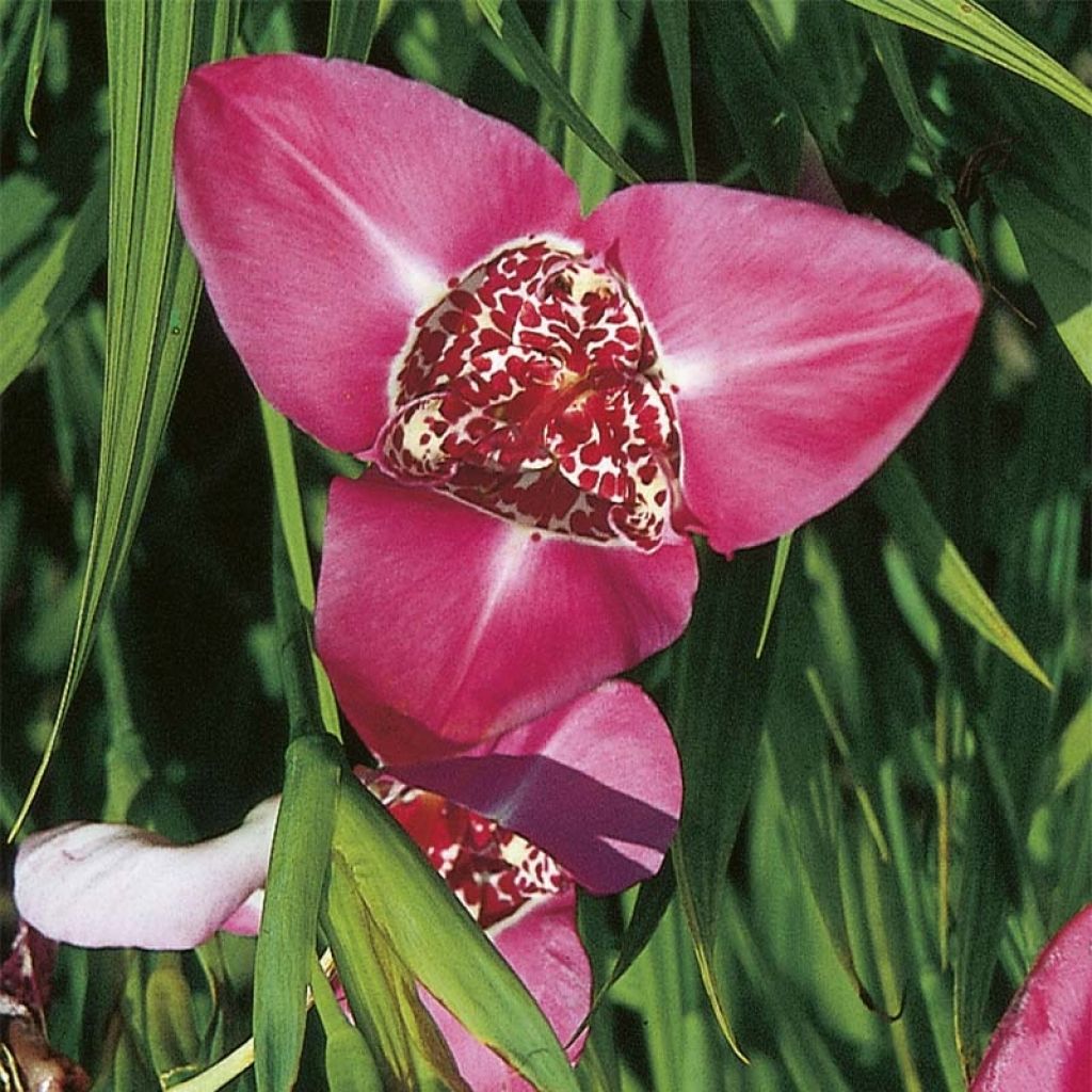 Tigridia pavonia Lilacea - Flor de tigre