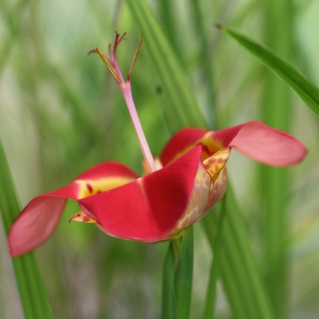 Tigridia pavonia Speciosa - Flor de tigre