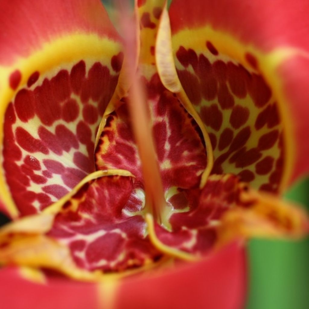 Tigridia pavonia Speciosa - Flor de tigre