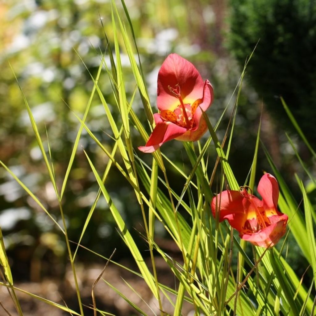 Tigridia pavonia Speciosa - Flor de tigre