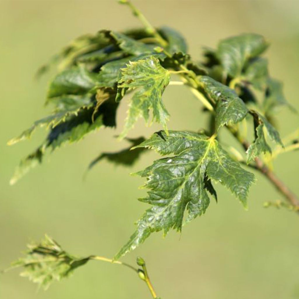 Tilia platyphyllos Henryk Eder