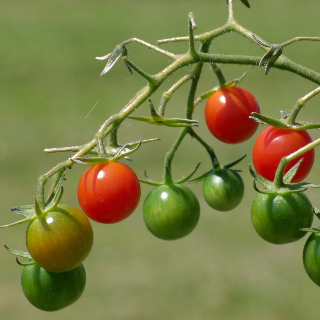 Tomate cherri Apero F1 - BIO