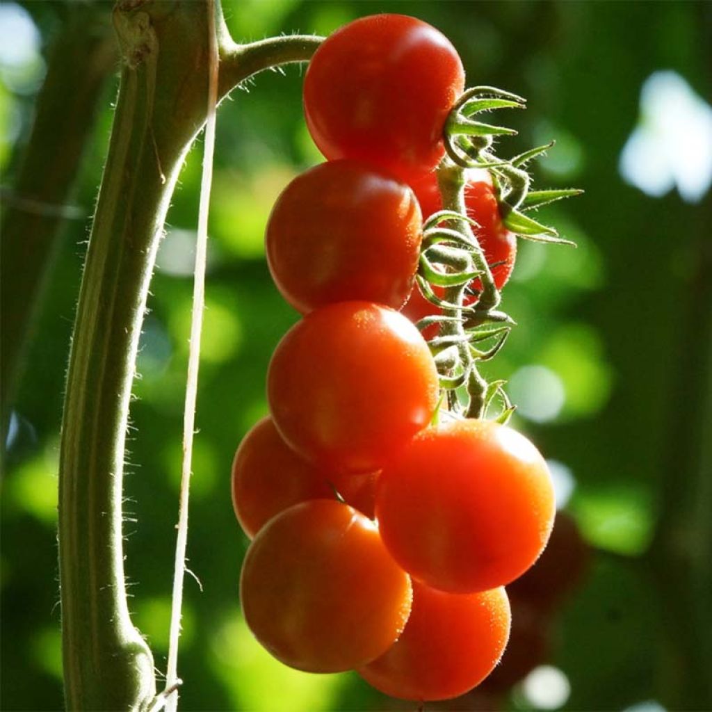 Tomate cherri BIO