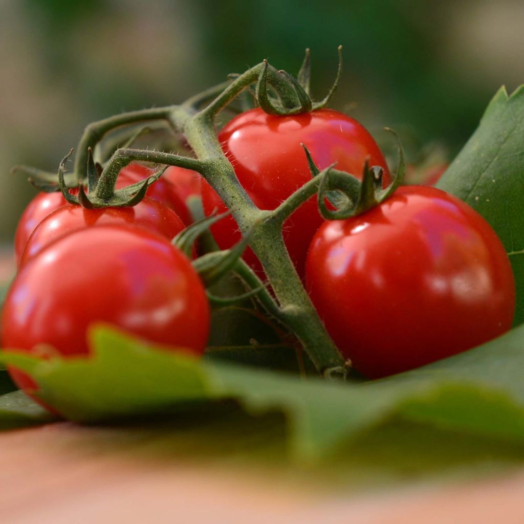 Tomate cherri Harmony F1