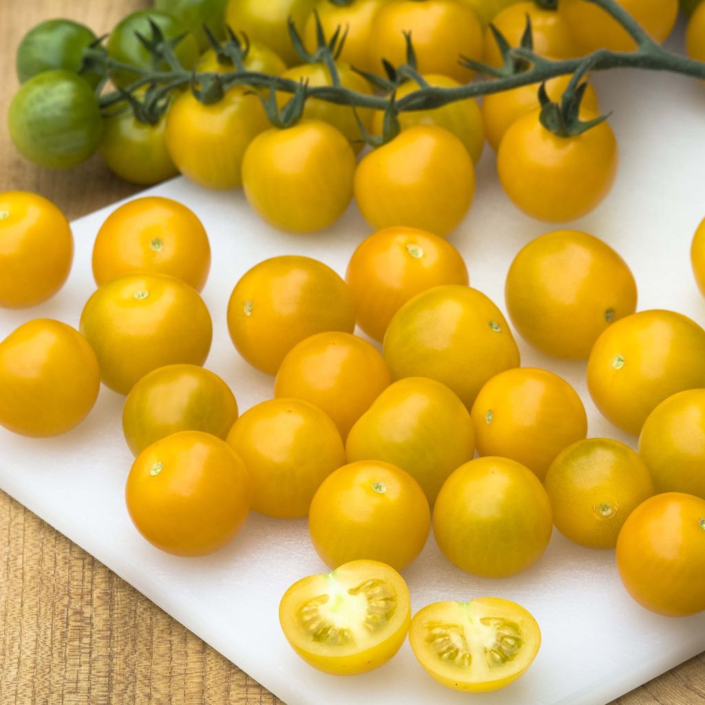 Tomate cherri Cherry Yellow