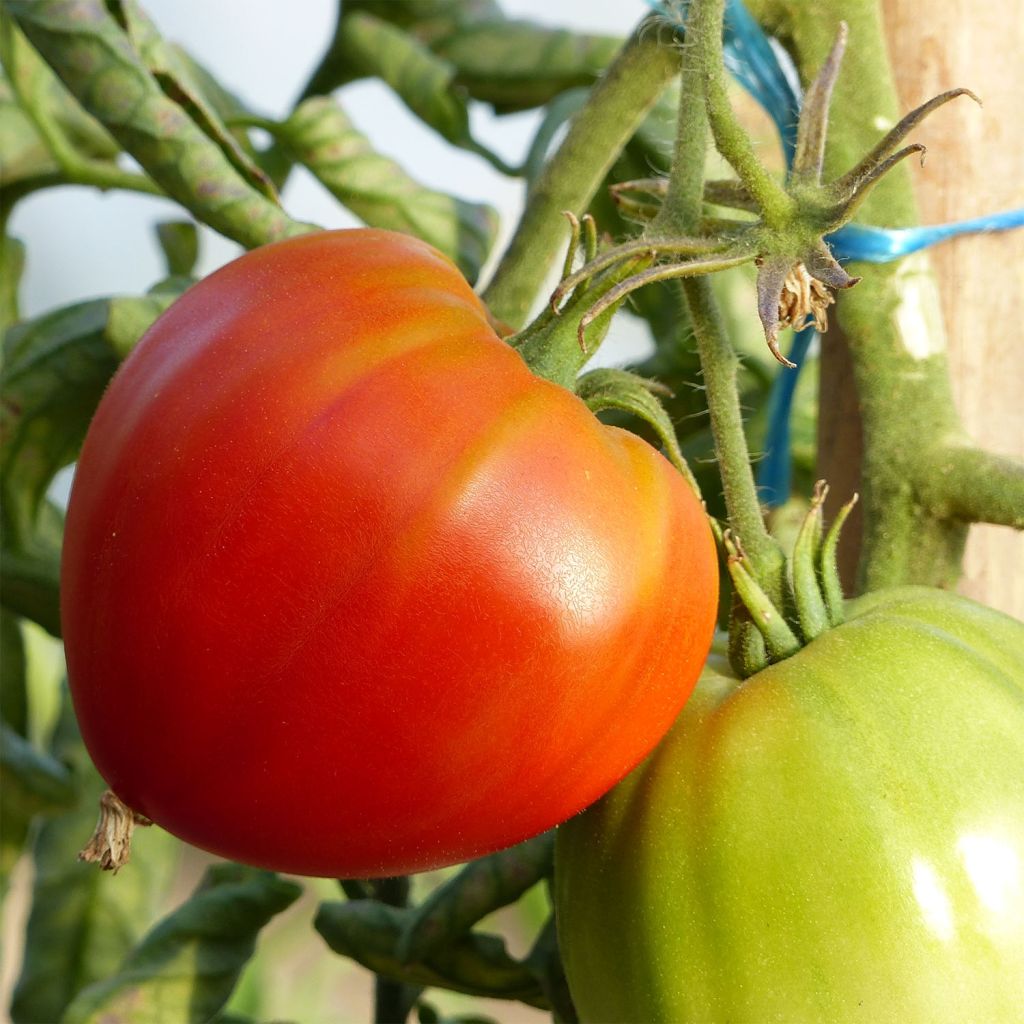 Jitomate silvestre Cuor di Bue (planta injertada)