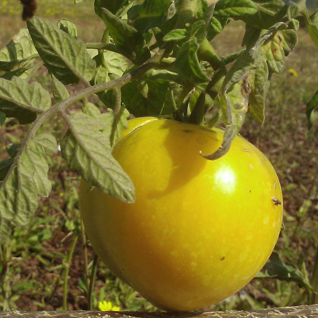 Tomate Lemon Boy F1