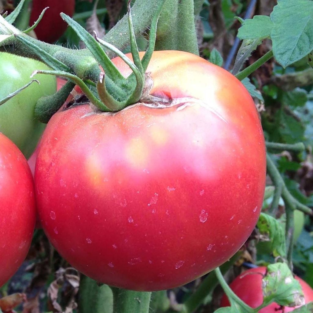 Tomate Rose Crush (planta interjada)