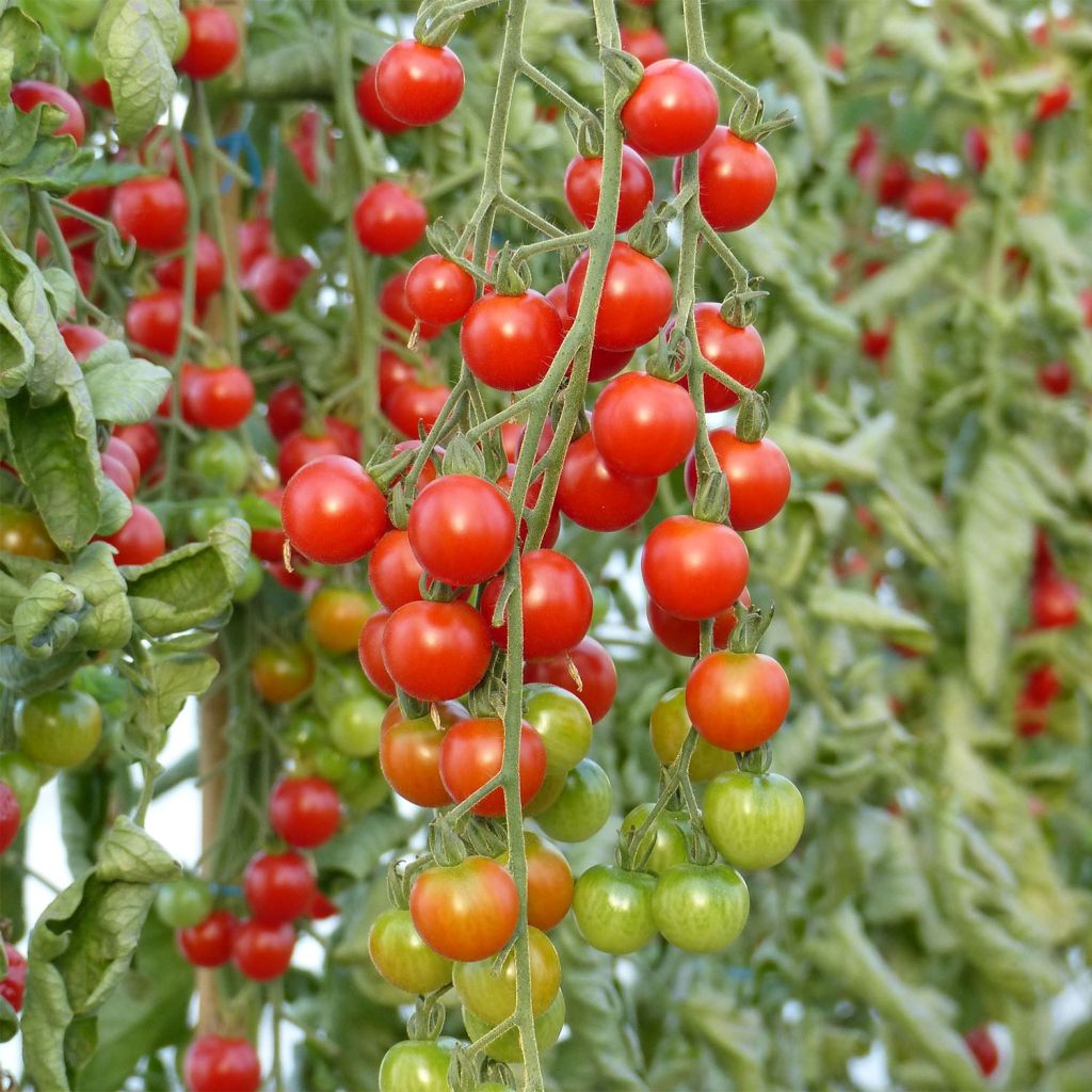 Tomate Supersweet 100 (planta interjada)