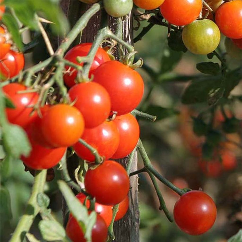 Tomate cherri Sweetbaby - Graines Bocquet