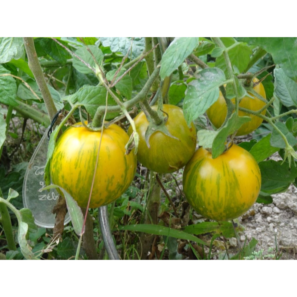 Tomate Green Zebra (planta)