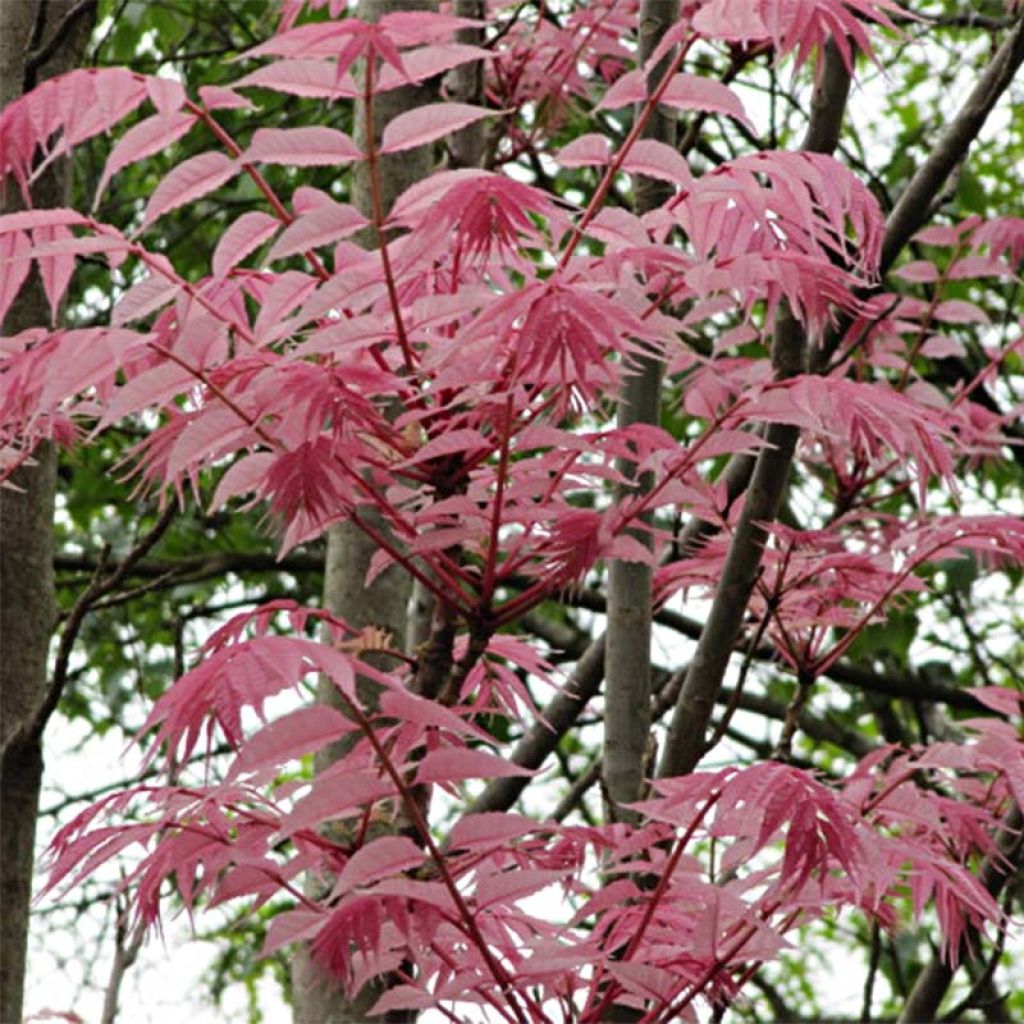 Toona sinensis Flamingo - Caoba china