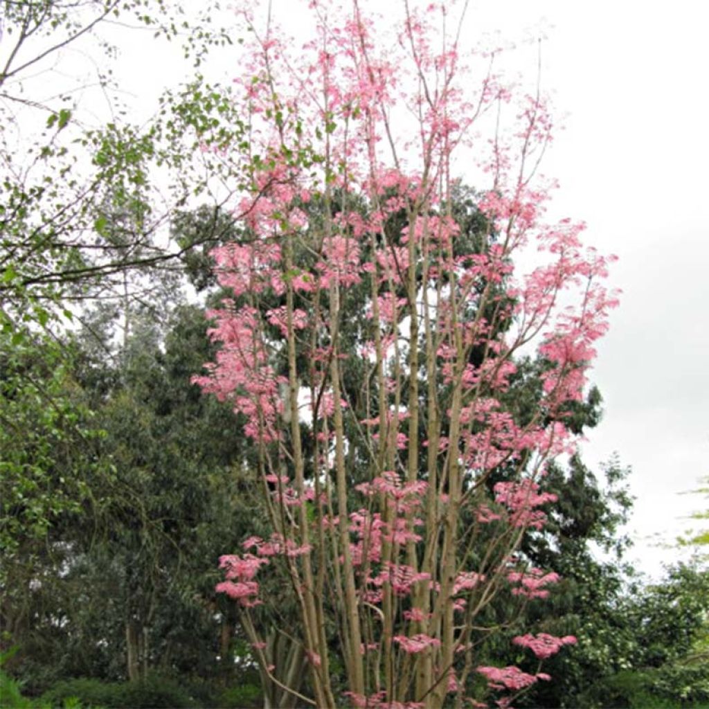 Toona sinensis Flamingo - Caoba china