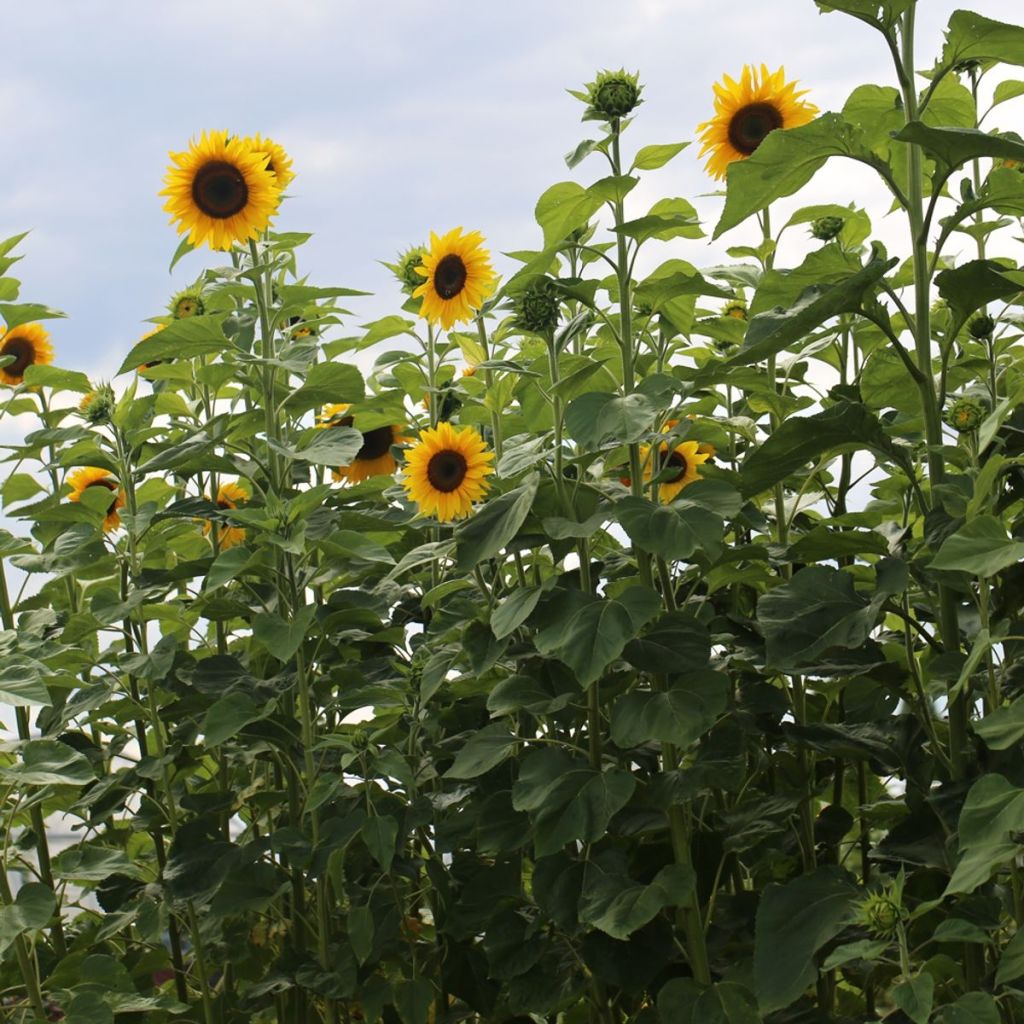 Girasol Géant