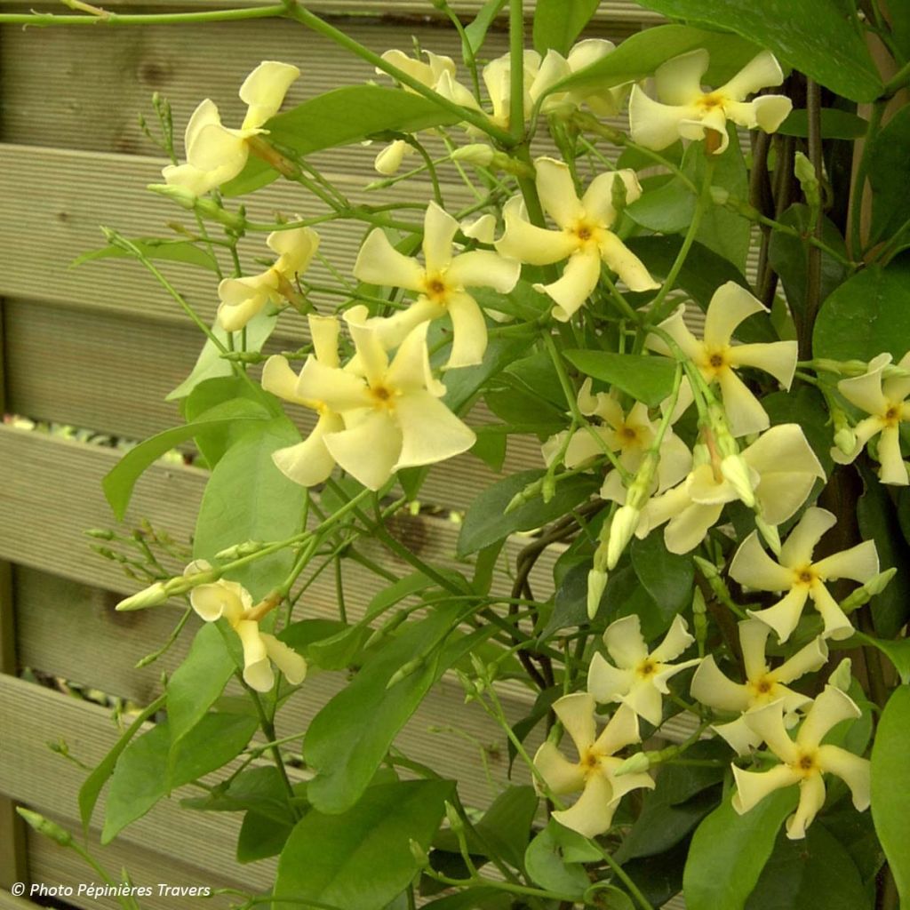 Jazmín asiático - Trachelospermum asiaticum