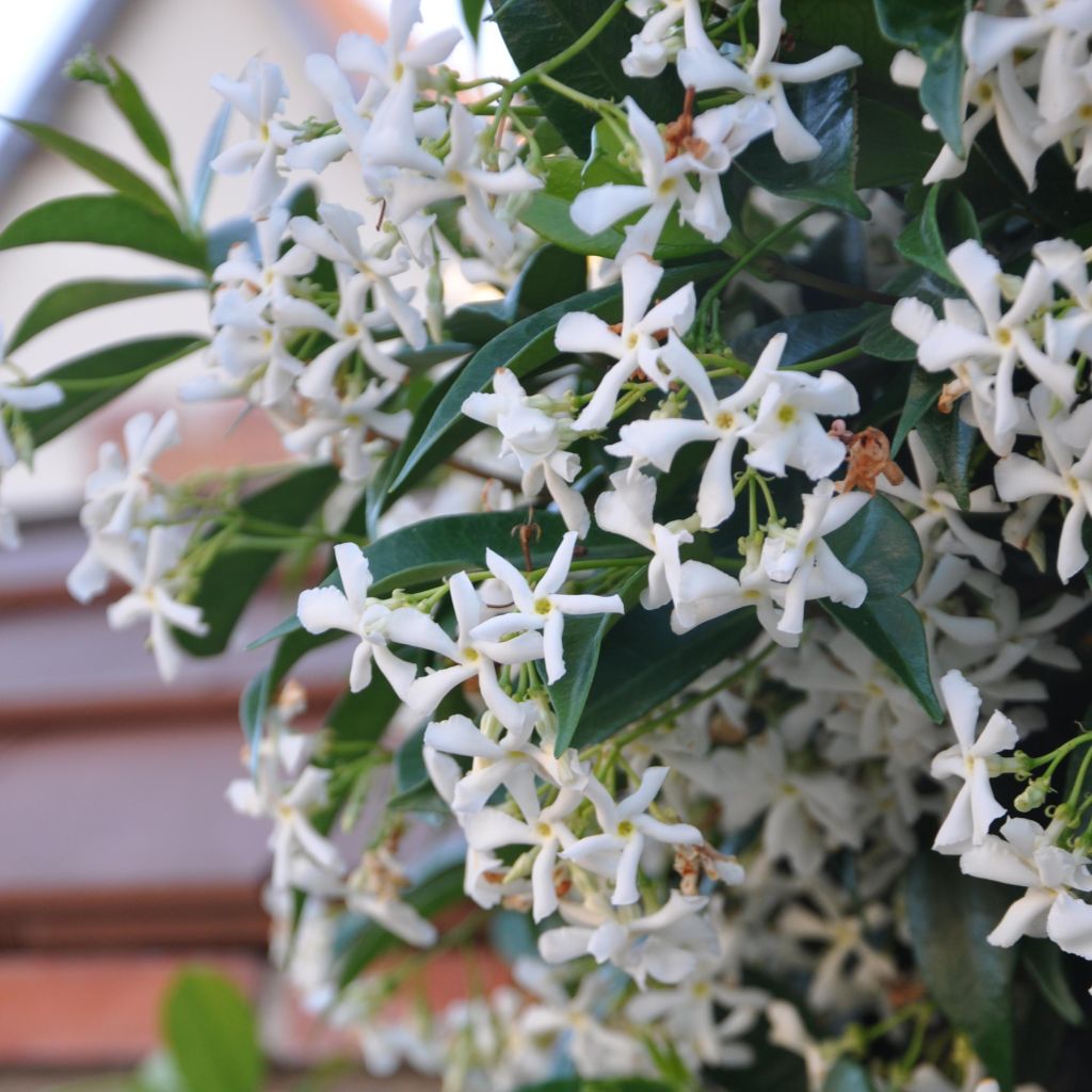 Jazmín de leche - Trachelospermum jasminoides