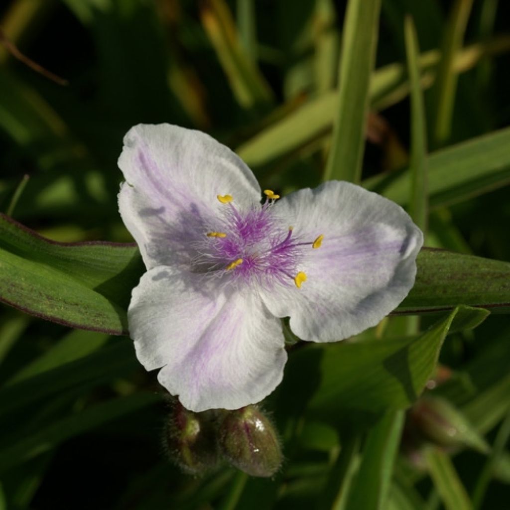 Tradescantia andersoniana Domaine de Courson