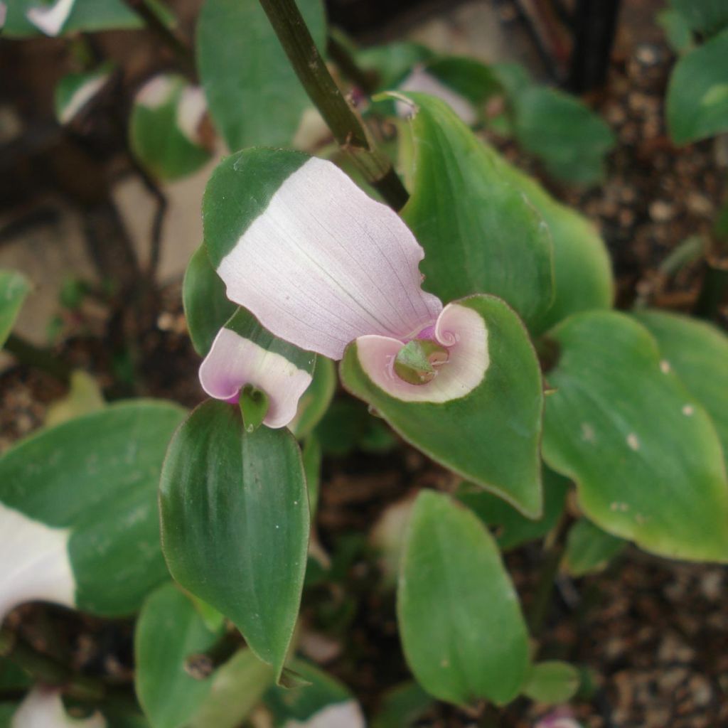 Ephémère de Virginie -  Tradescantia andersoniana Blushing Bride