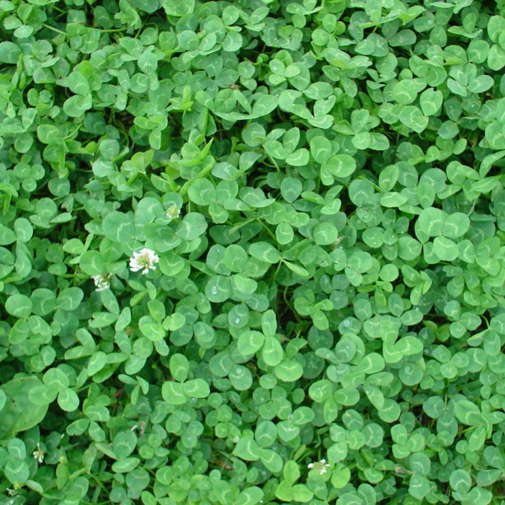 Trébol blanco enano nain - Trifolium repens