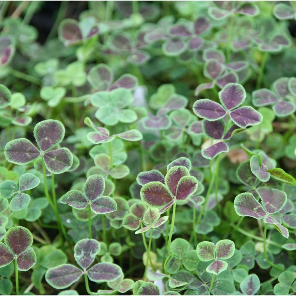 Trifolium repens Pentaphyllum - Trébol blanco